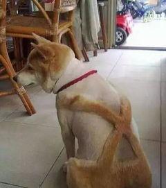 狗狗最新爆料文案搞笑句子,笑料横生的爆料瞬间  第1张