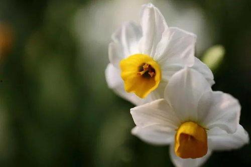 抖音爆料娱乐圈水仙花,揭秘明星自恋背后的真相  第2张