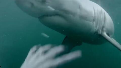 娱乐吃瓜酱鲨鱼视频,揭秘鲨鱼视频背后的秘密与趣味 第3张 娱乐吃瓜酱鲨鱼视频,揭秘鲨鱼视频背后的秘密与趣味 第3张